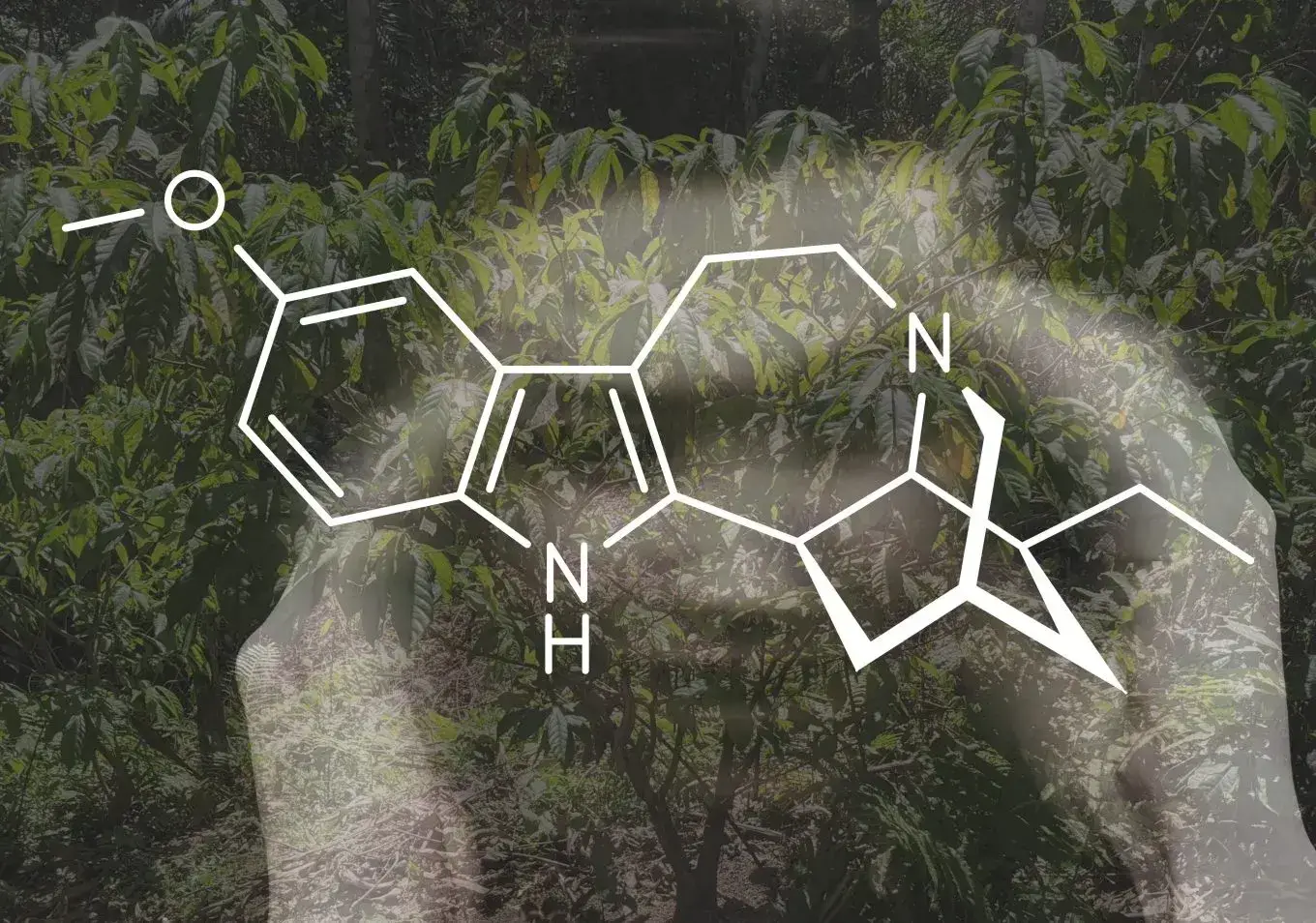 An image showing ibogaine alkaloid.