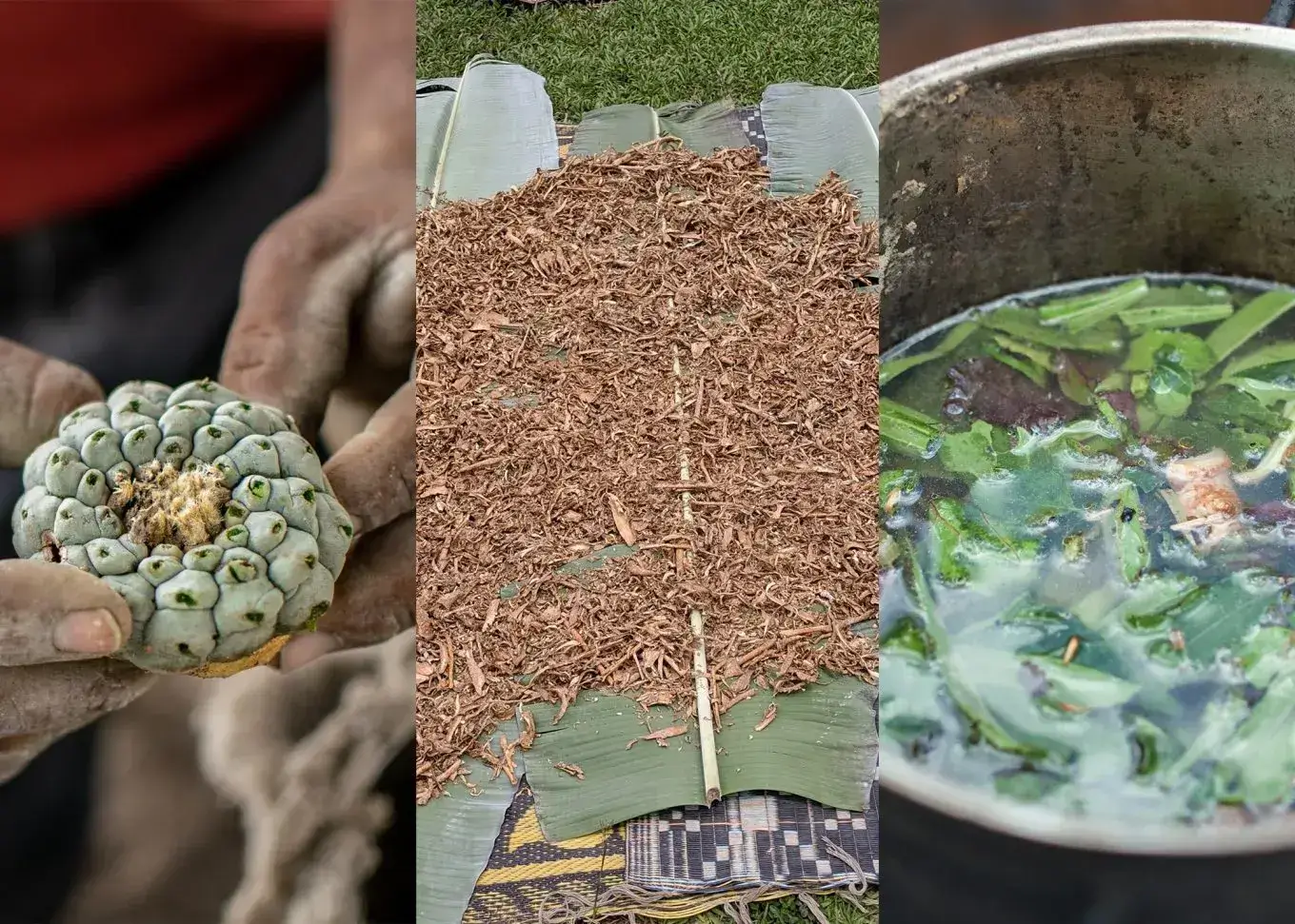 An image showing plant medicines.