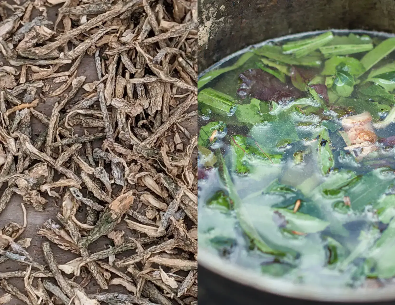 An image showing Iboga roots on the left and Ayahuasca on the right.