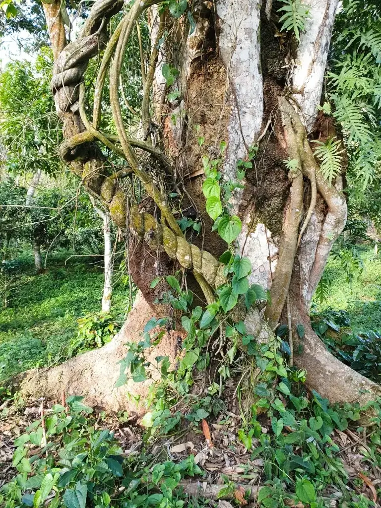 ayahuasca
