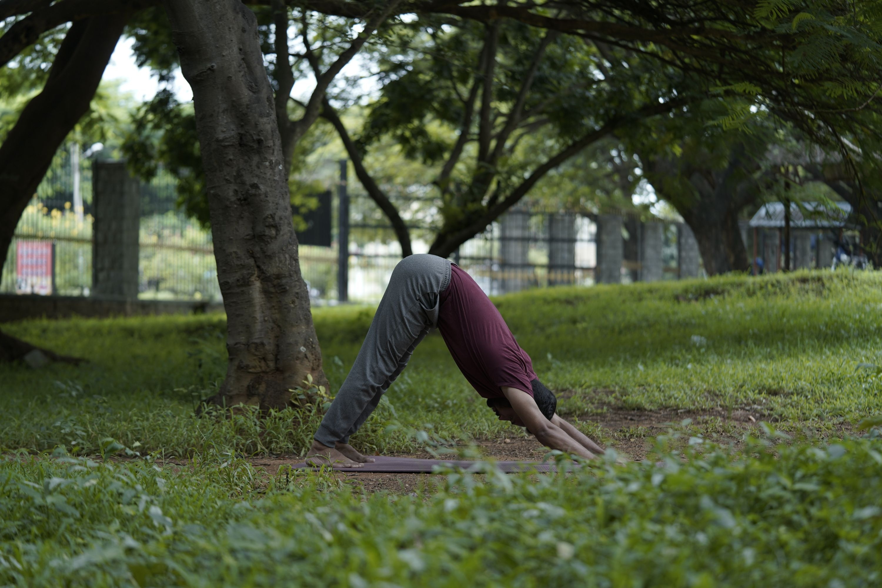 Downward Facing Dog Pose