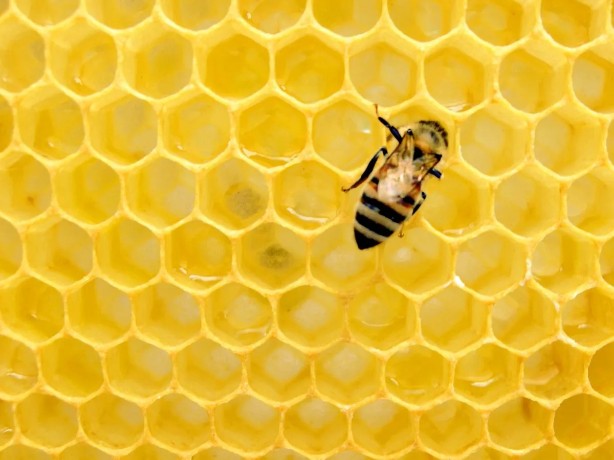 Humming Bee Breath
