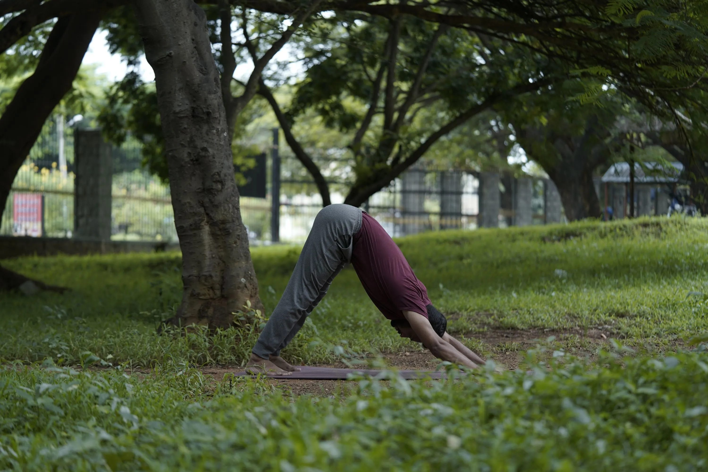 Downward Facing Dog Pose