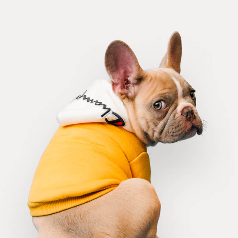  - Veterinary X Webflow Template