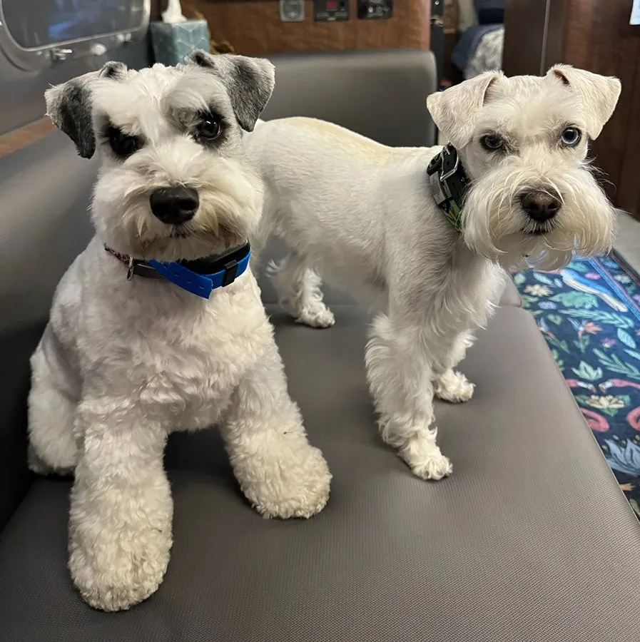 Two white puppies one Ringo