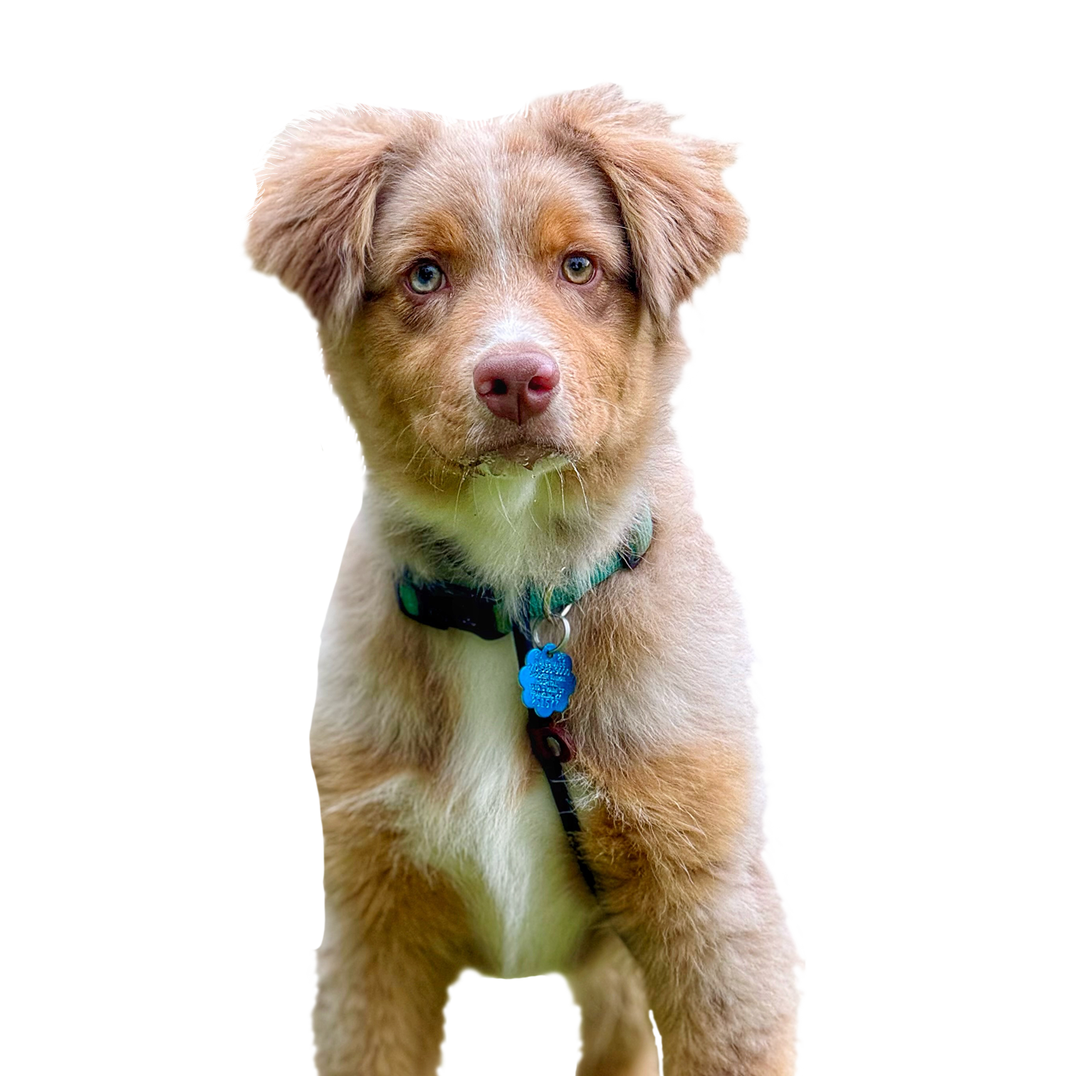 Cute white and brown puppy