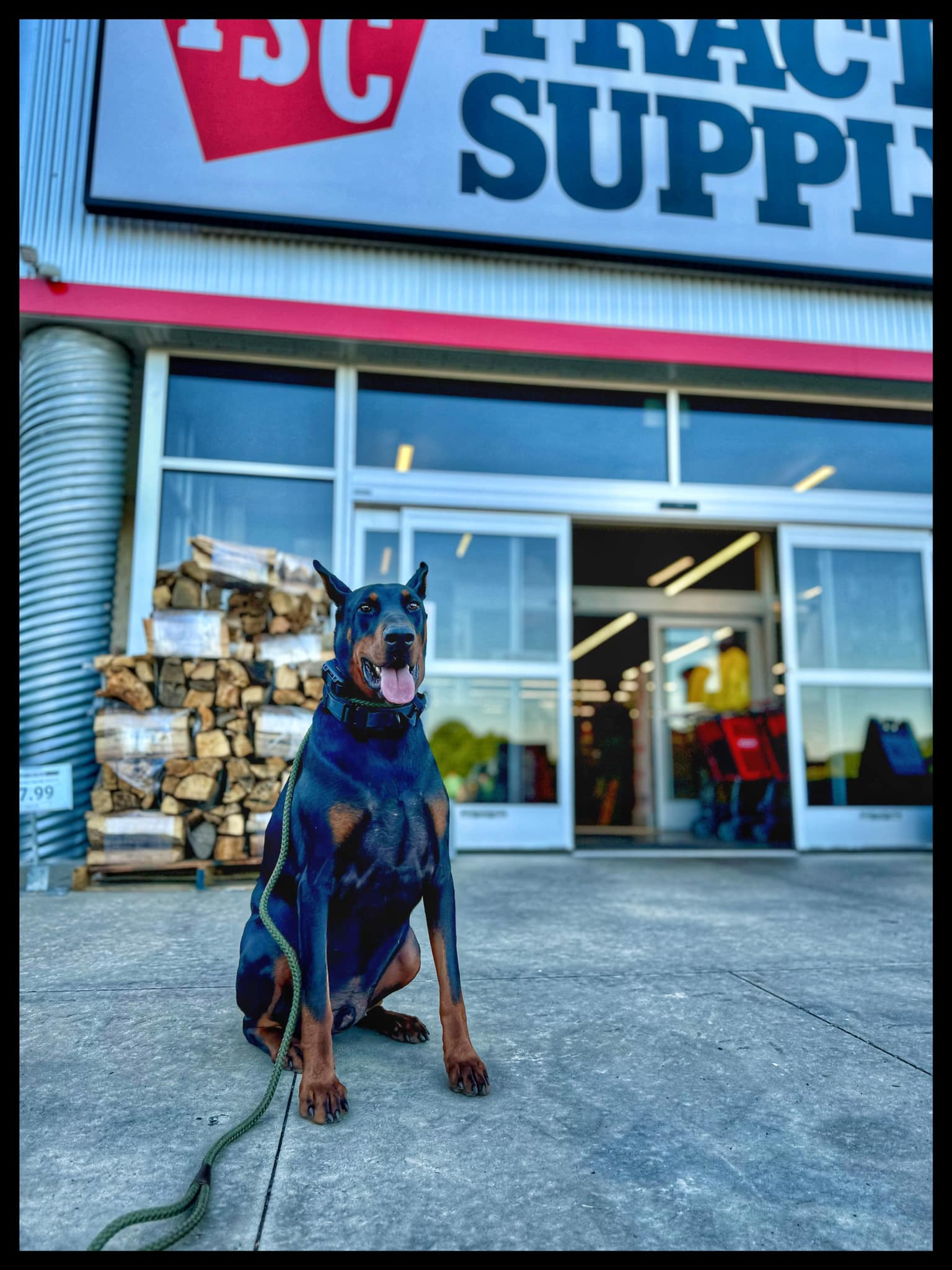 Doberman outside Tractor Supply Co.