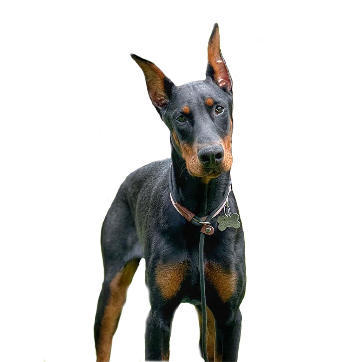 Doberman Puppy