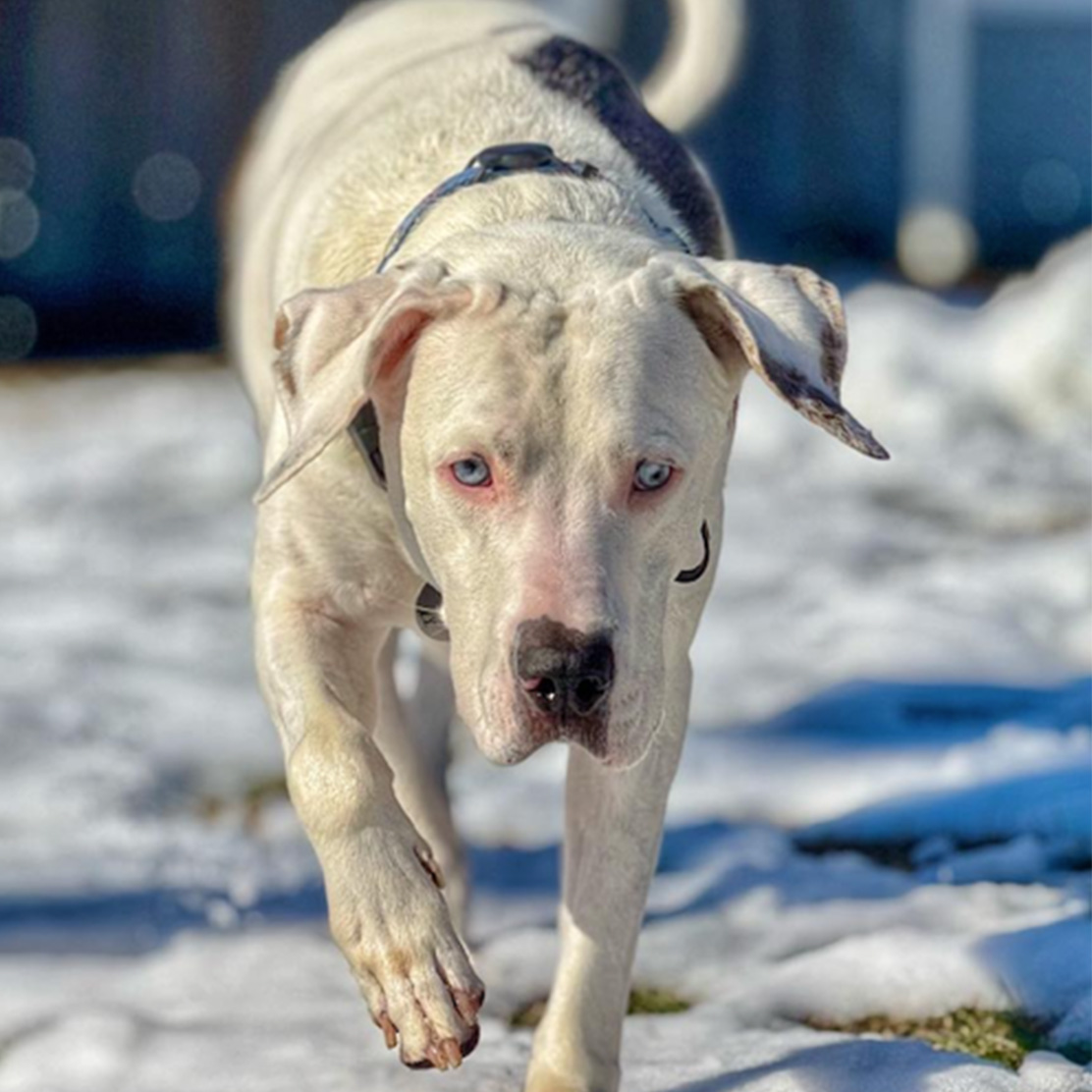 Deaf Dog Icon