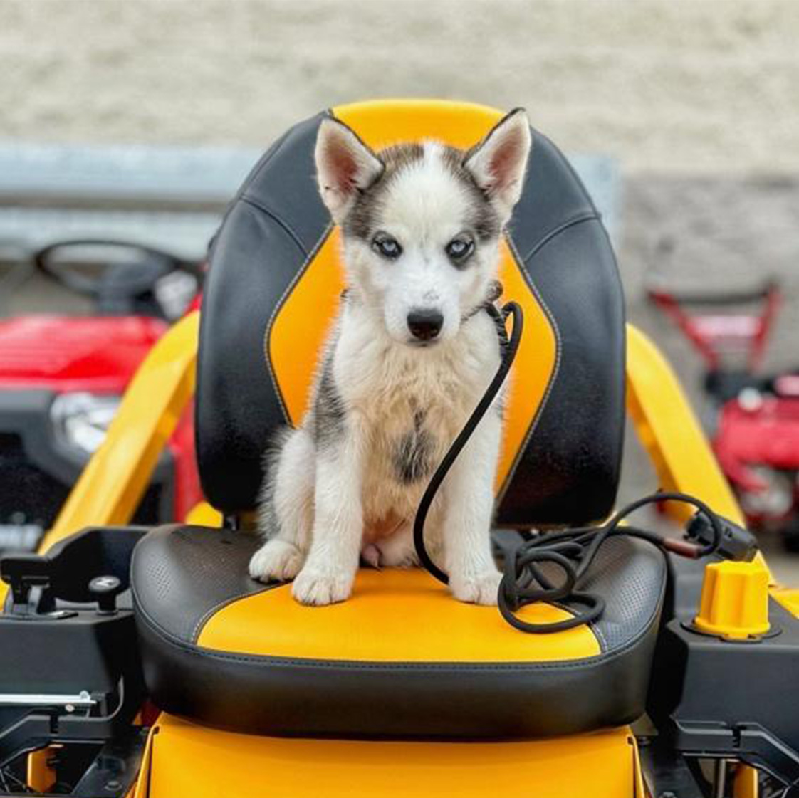 Puppy Training