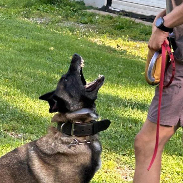 Aggression Training