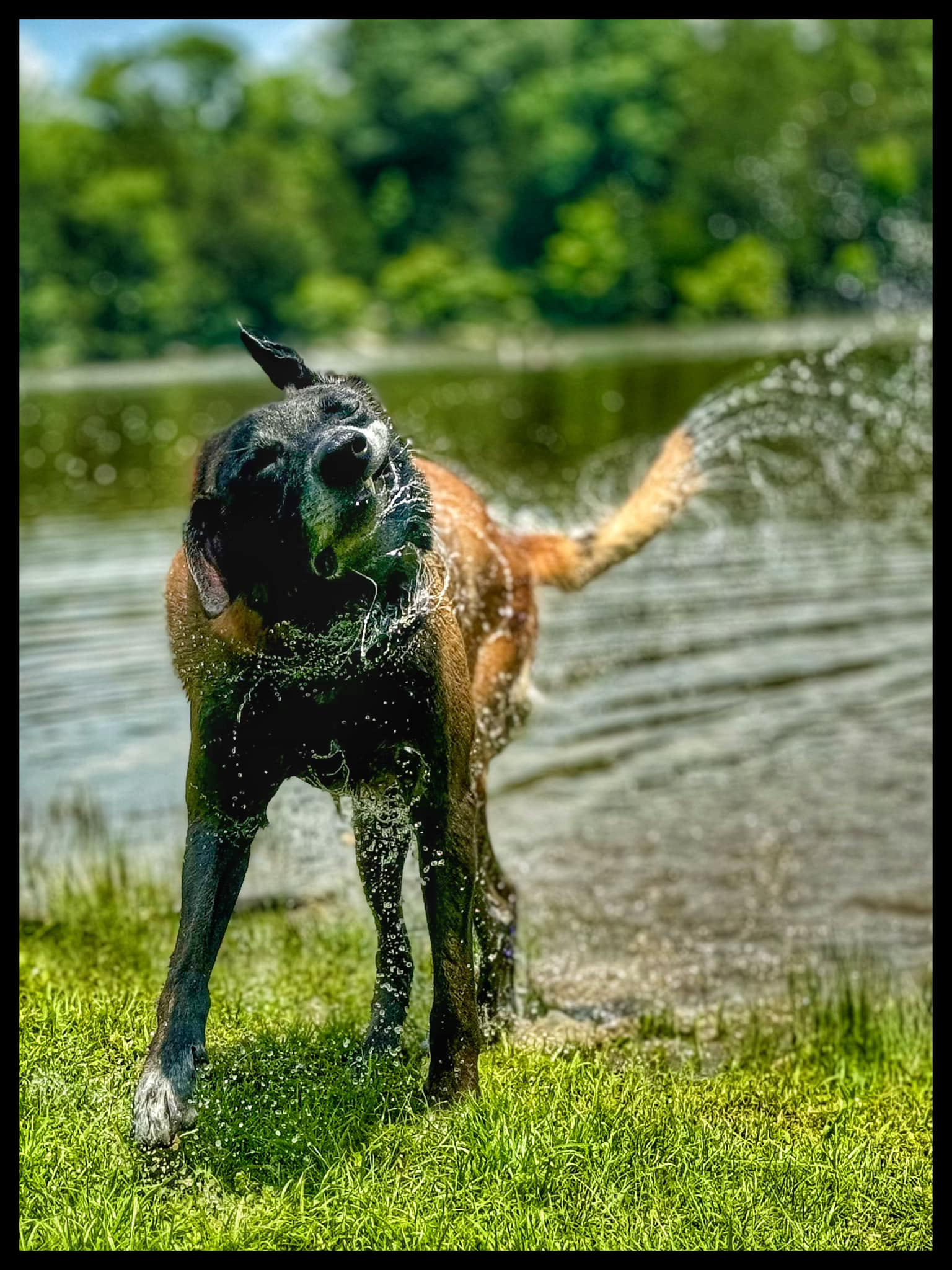 Signs of Heat Stress in Dogs: What Every Dog Owner Needs to Know