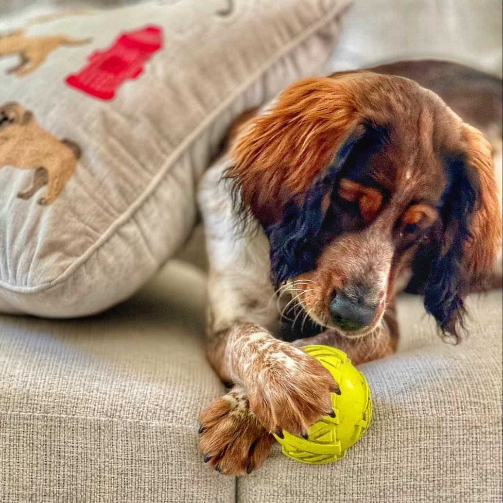 Keep Your Dog Mentally Stimulated Indoors: Best Mental Games for Hot Weather Days