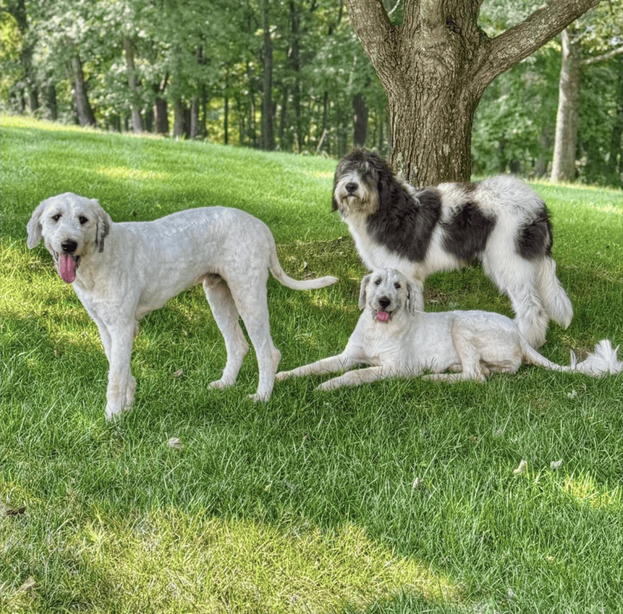 The Science Behind Common Misconceptions About Dogs