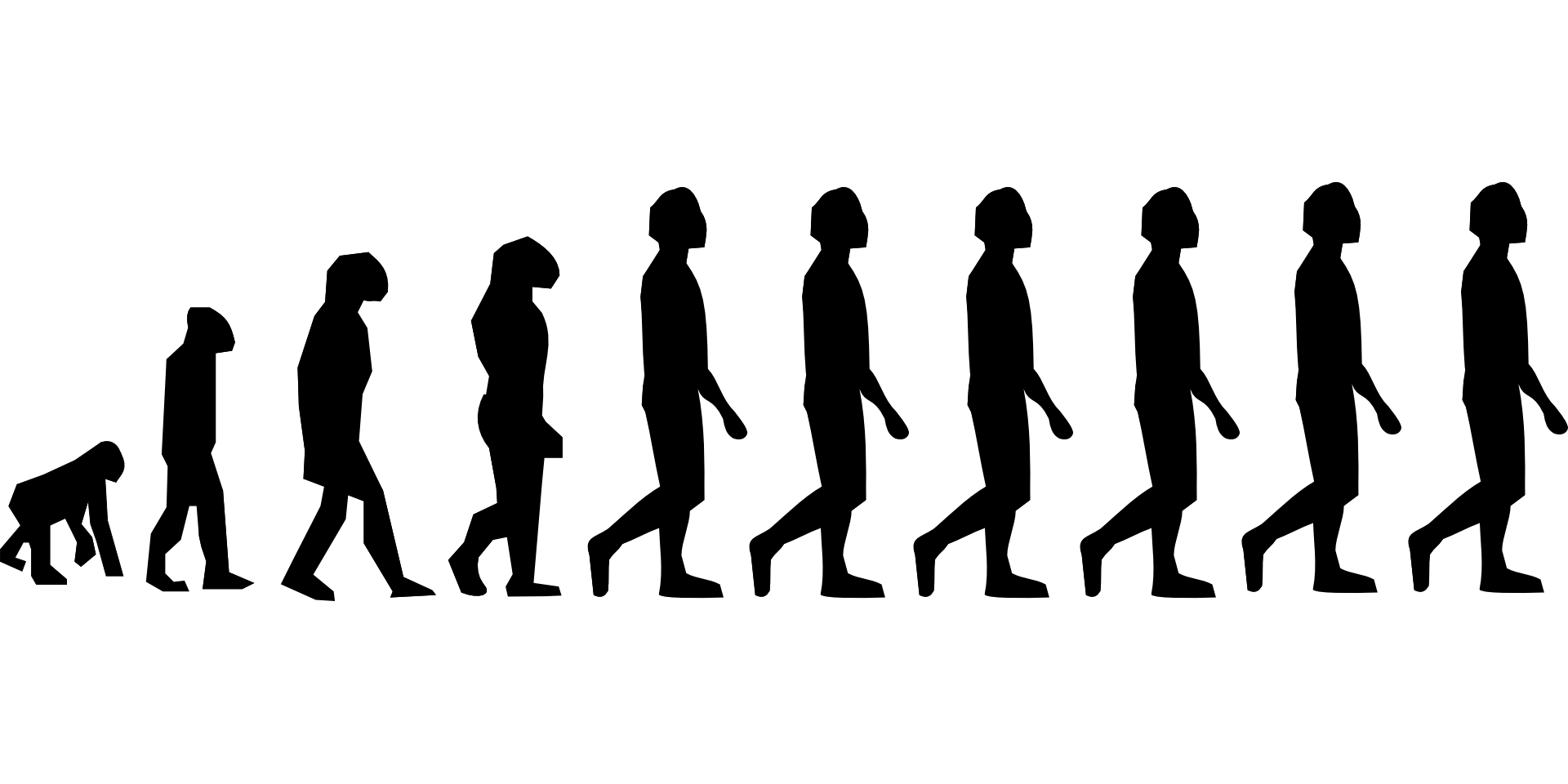 Silhouettes showing the stages of human evolution
