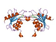 Ribbon diagram of a protein structure