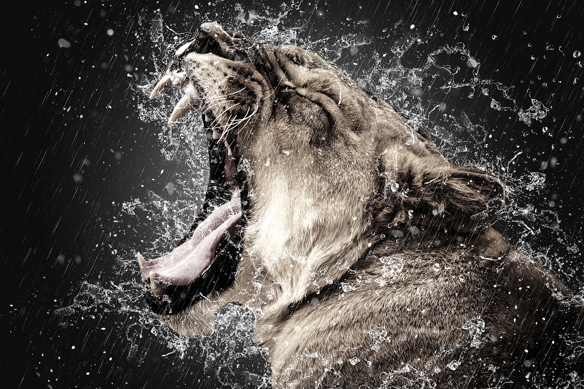 Lion roaring with splashing water