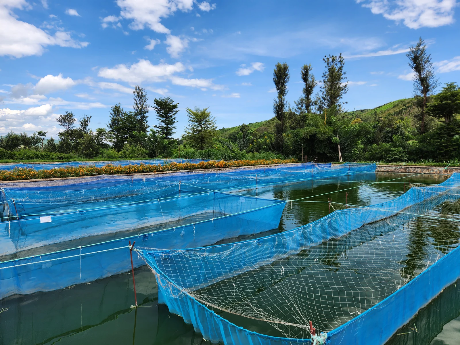 Kivu Tilapia Farm hatchery, Rwanda