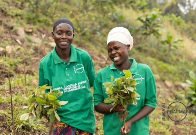 Pharmakina nursery workers carrying quinine seedlings, Bukavu