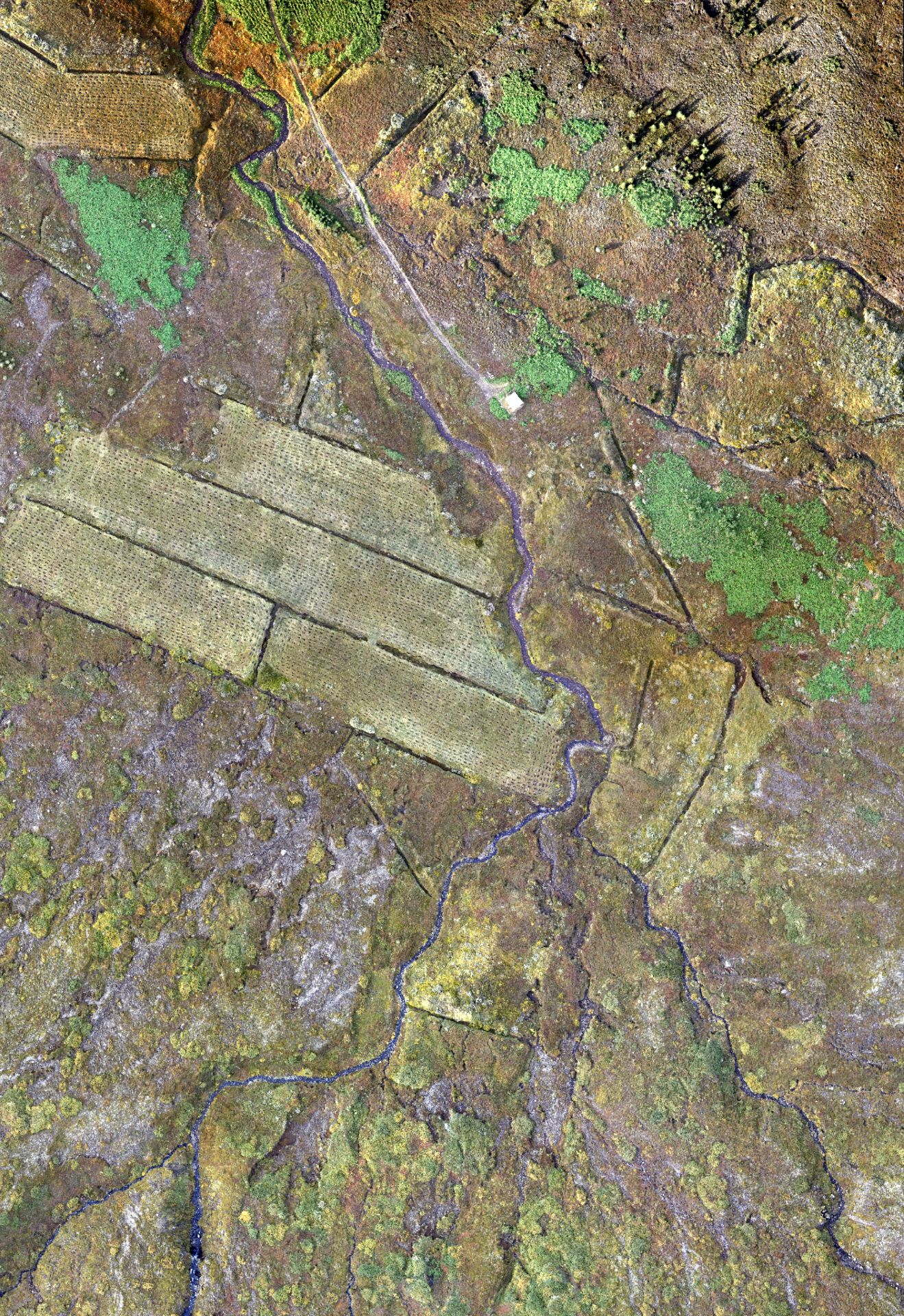 Yggdrasill Carbon: Naturmonitoring in Ostisland
