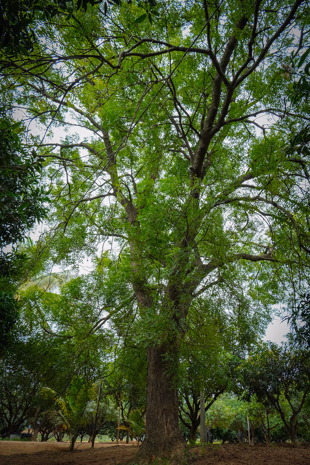 A majestic, mature tree with a full green canopy, showcasing the natural beauty of the established orchard at Angirasa, a serene nature retreat near Hyderabad.