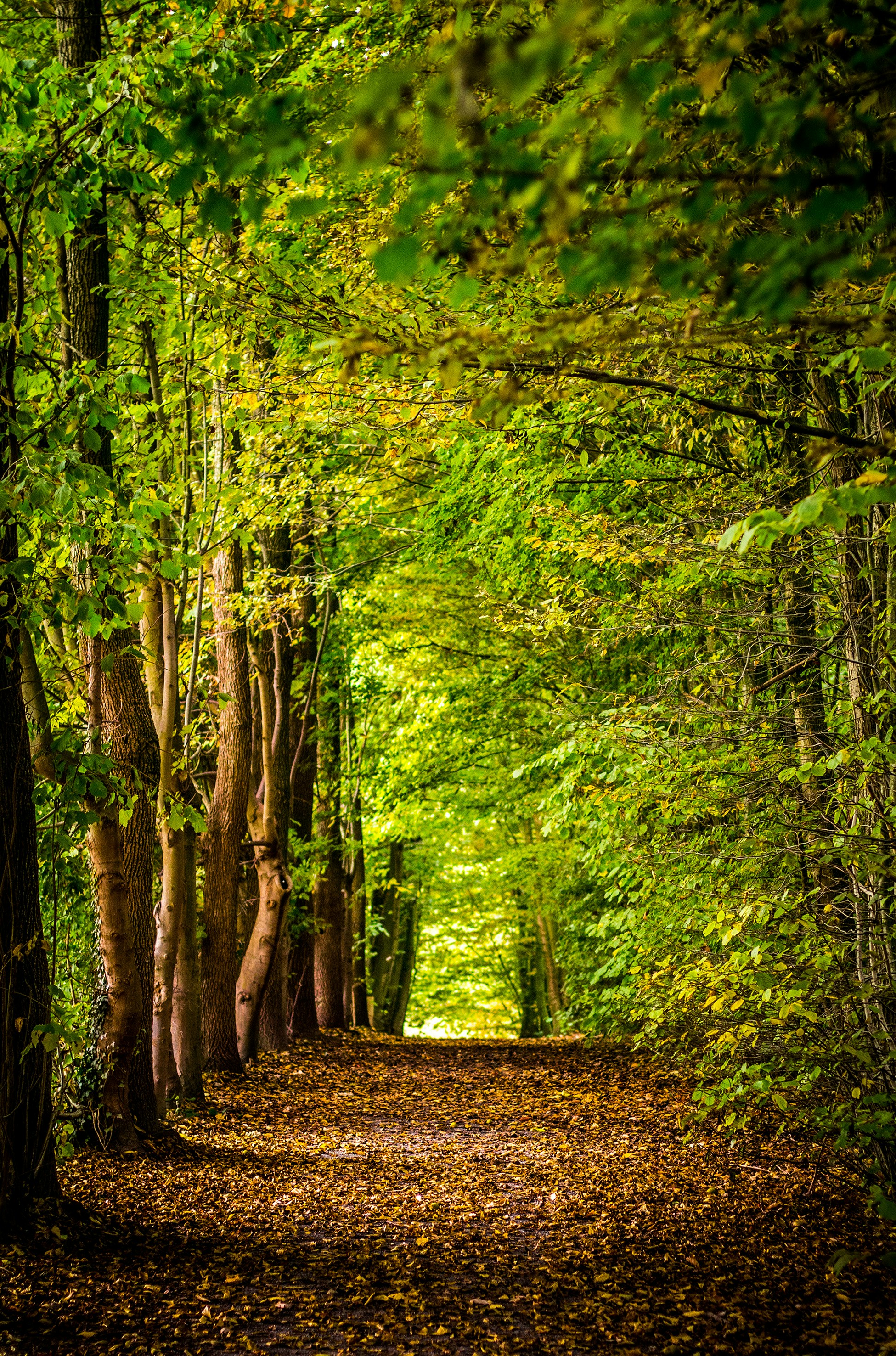 Forêt de Fontainebleau
