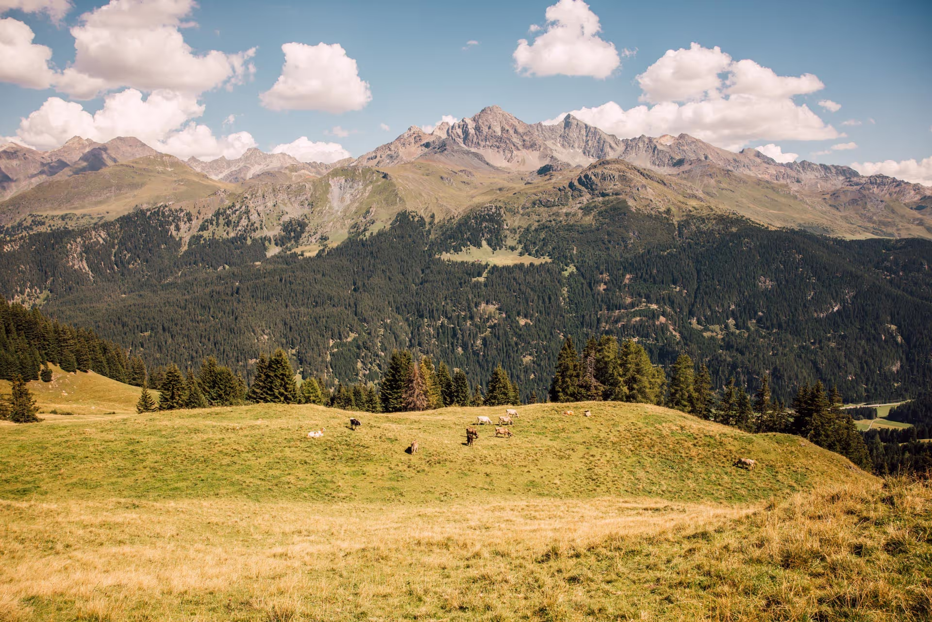 Weide in der Schweiz