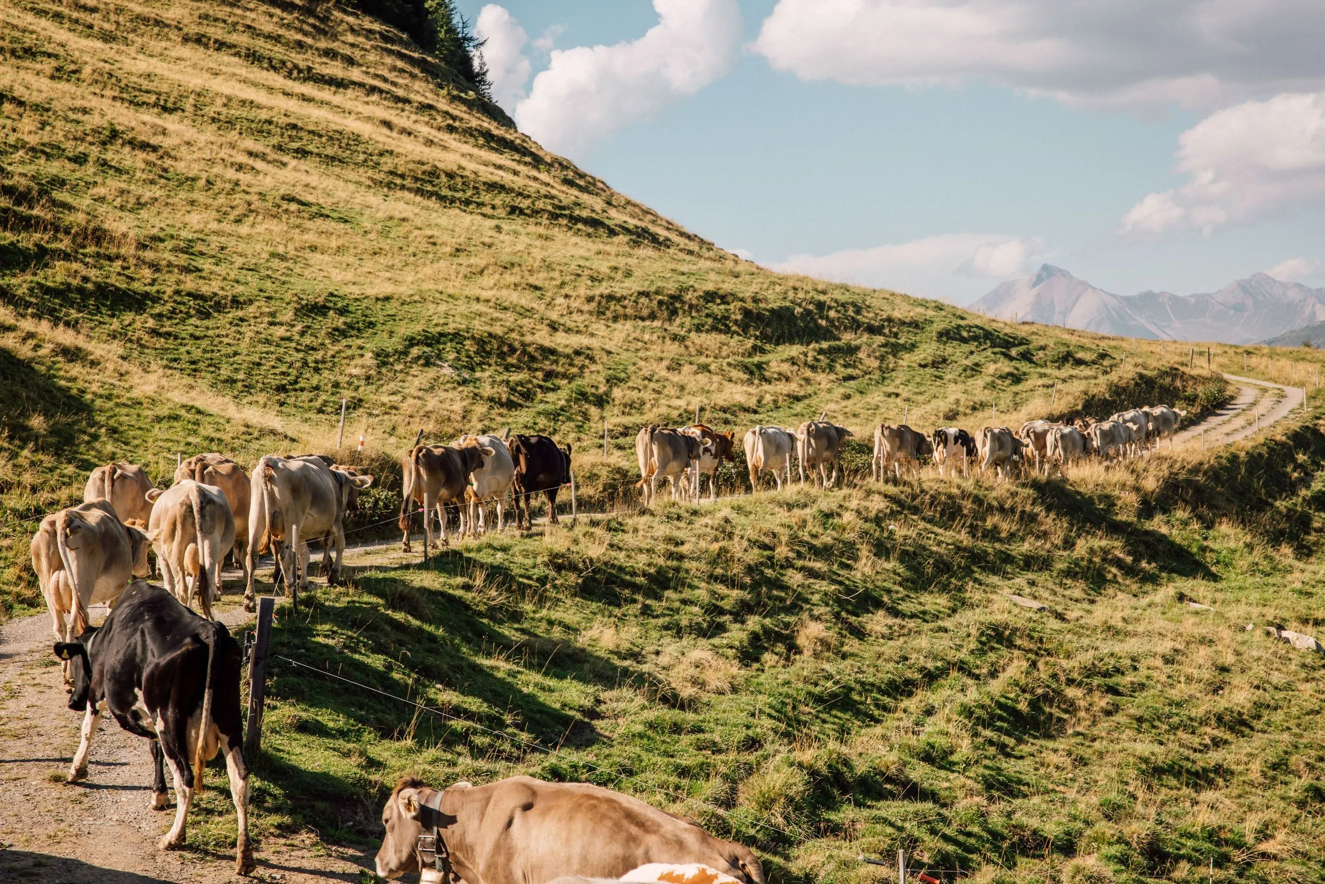 Kuh Karawane in der Schweiz