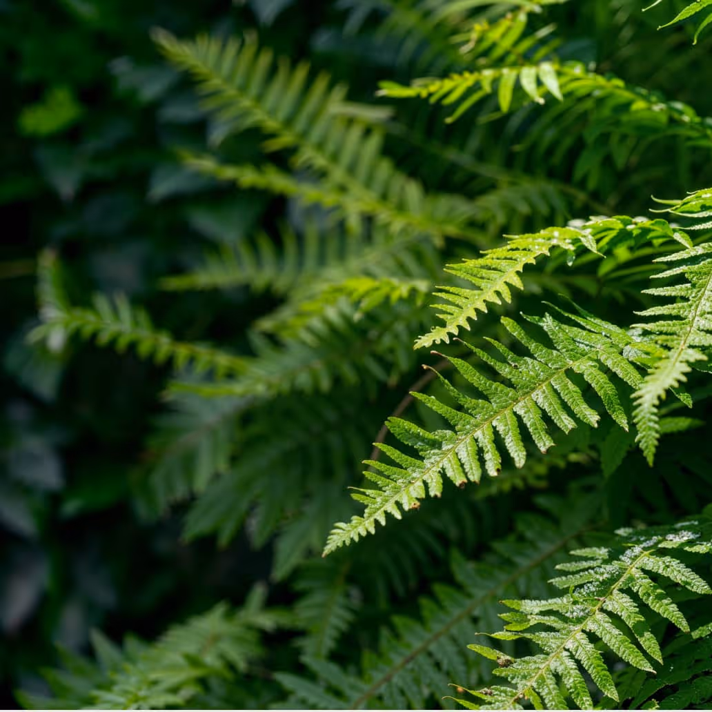 Instagram Image - Landscaping X Webflow Template