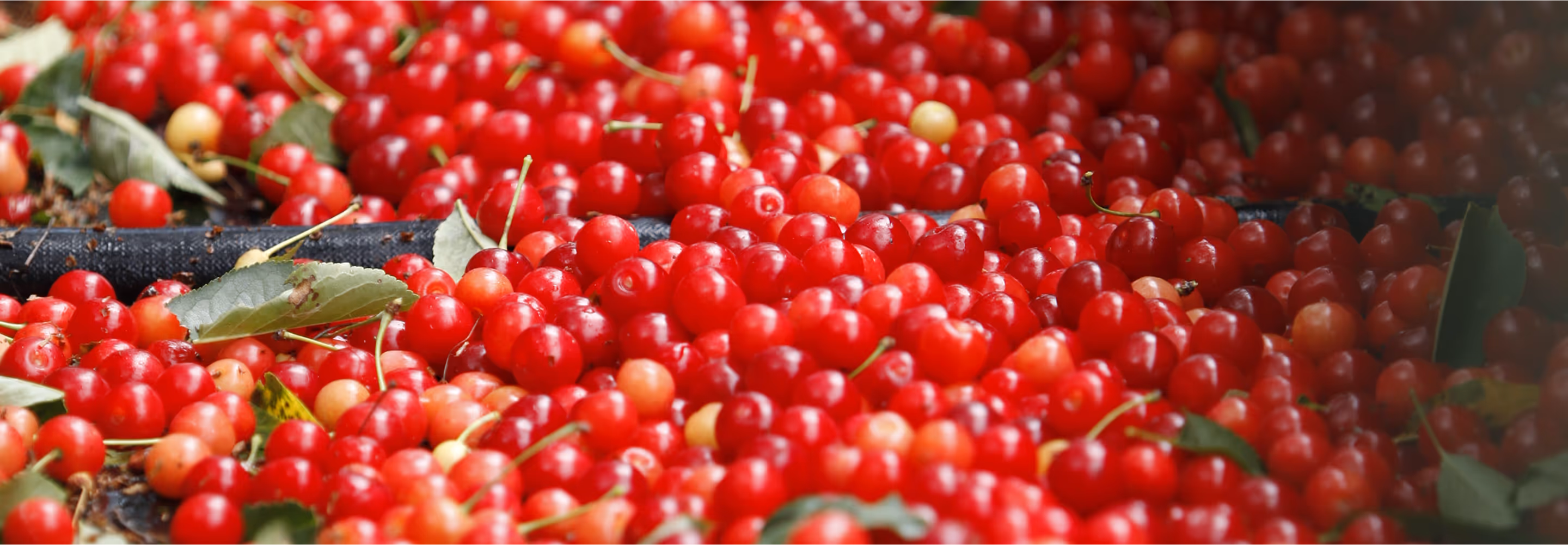 Cherries being harvested