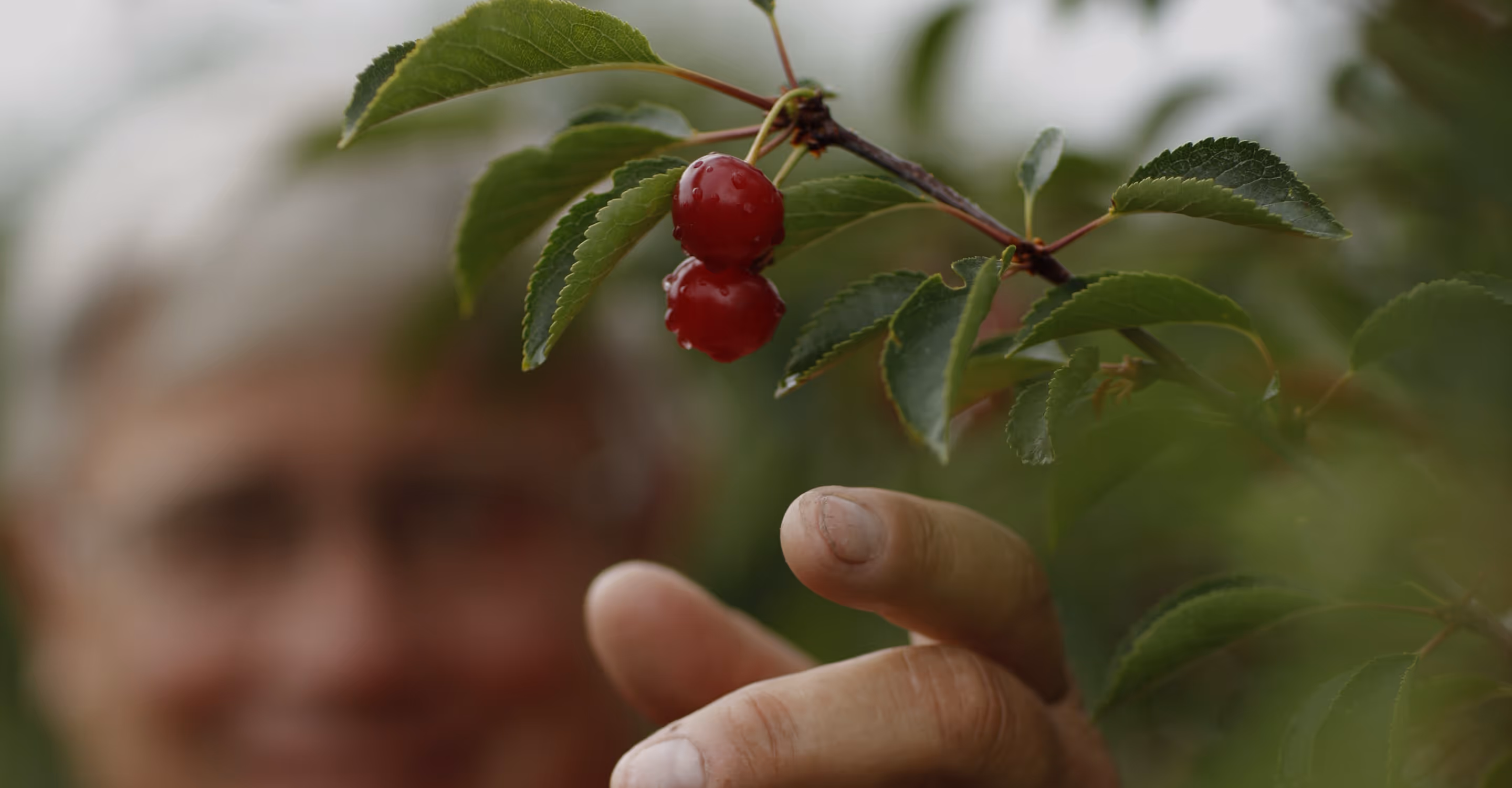 Person picking ripe tart cherries on tree