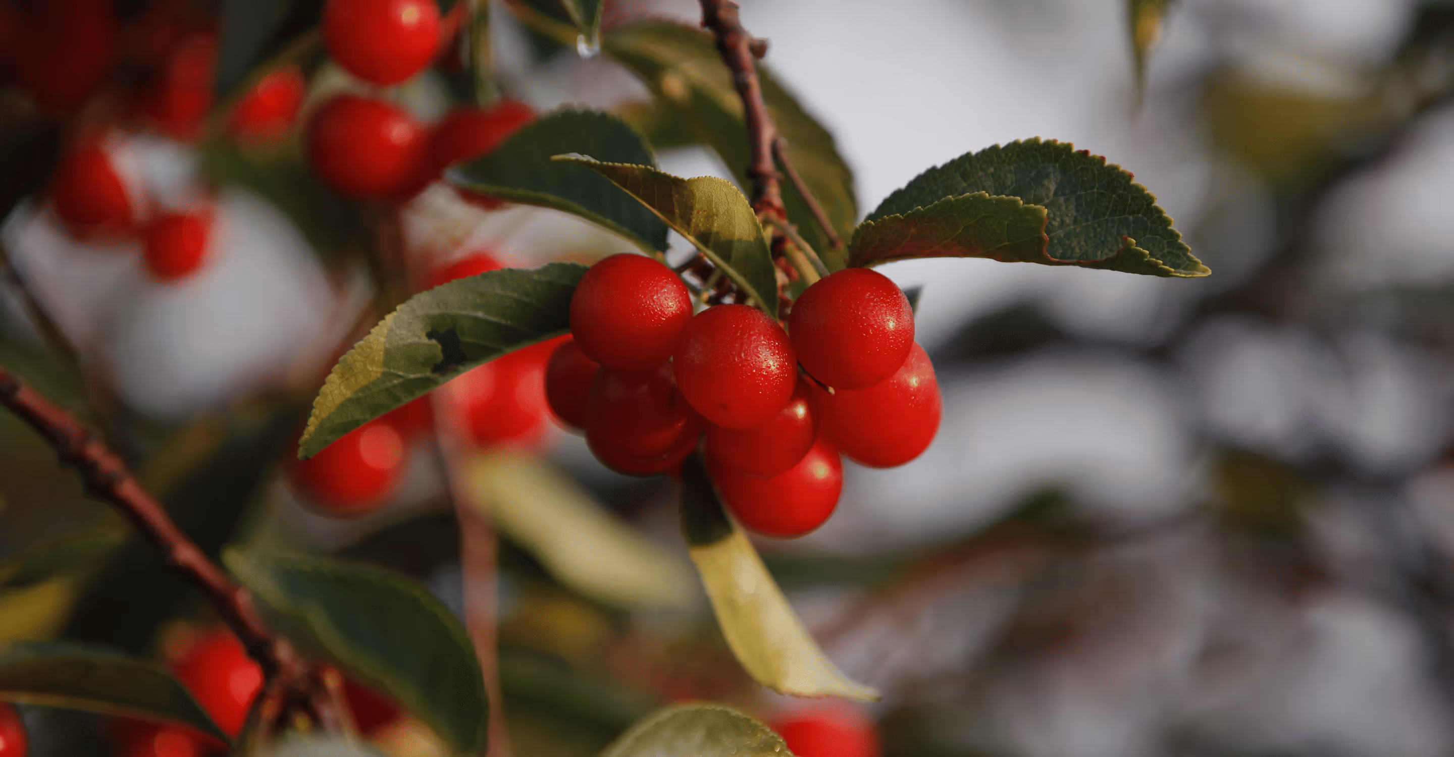 Cherries on tree