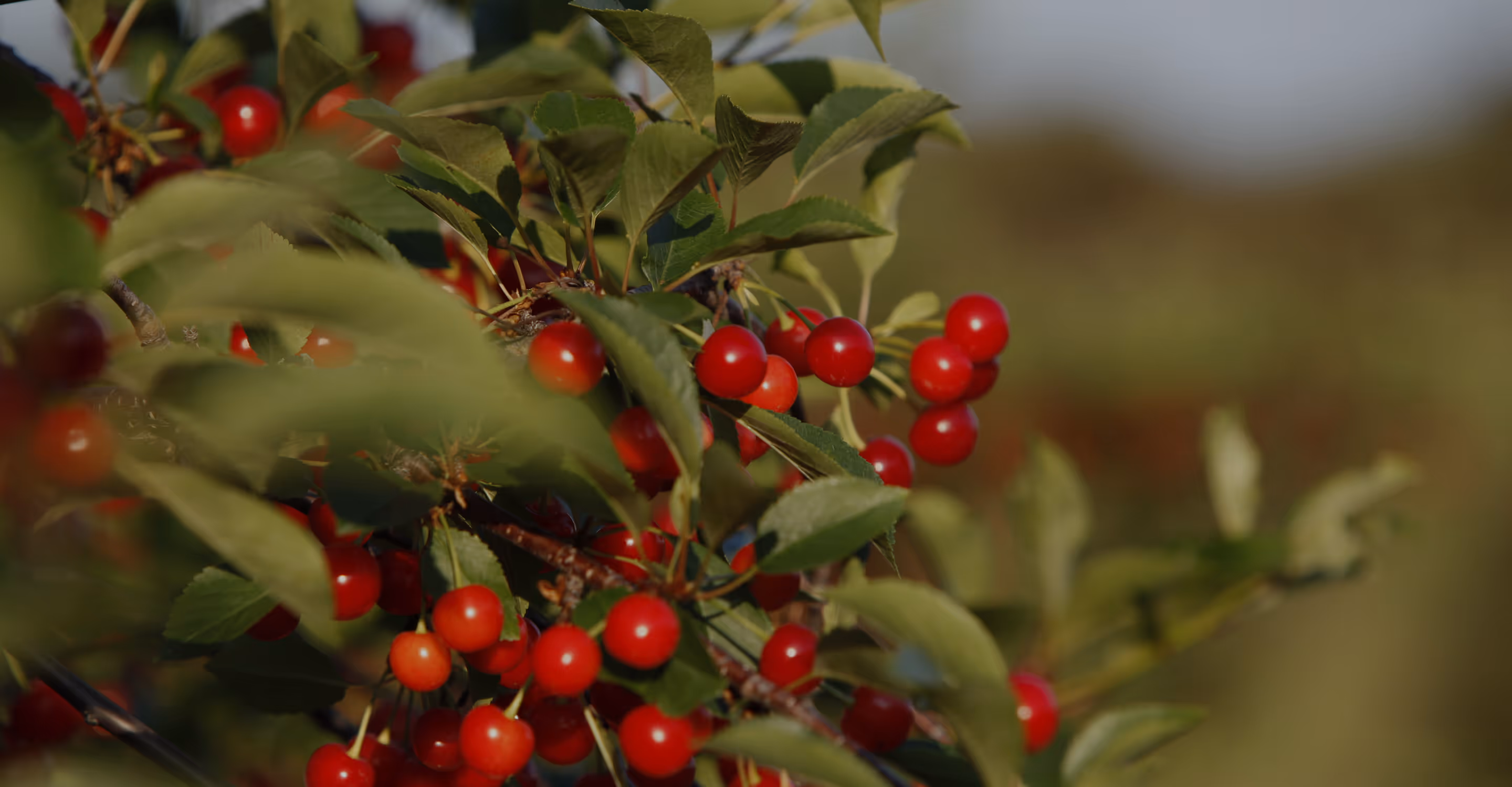Tart cherries on tree