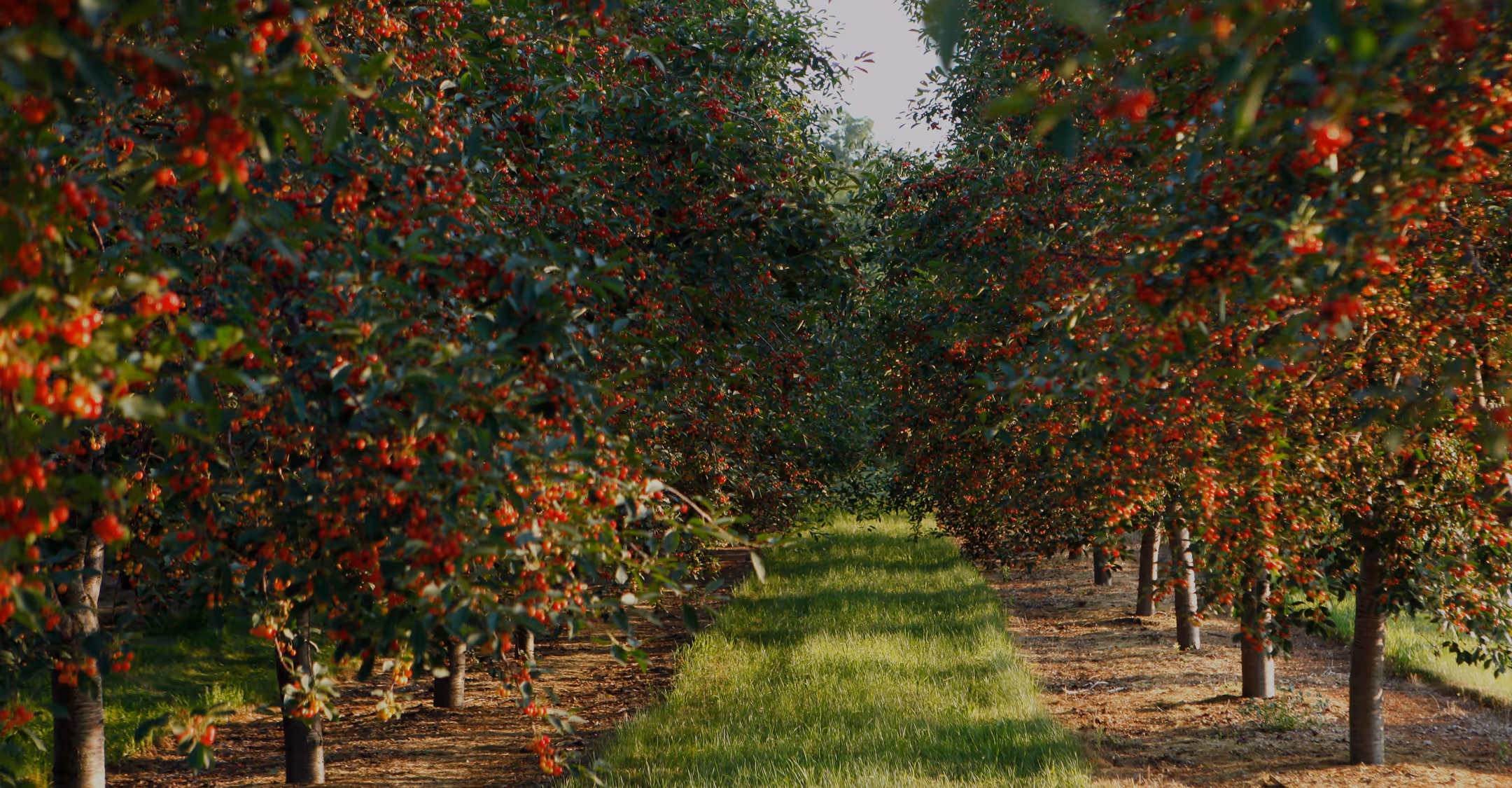 Cherry orchard
