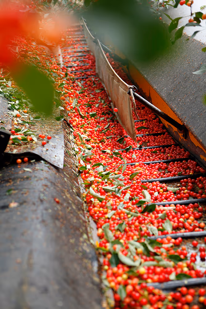 Tart cherries being harvested