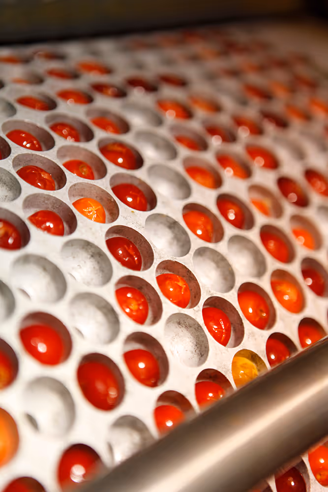 Tart cherries being pitted