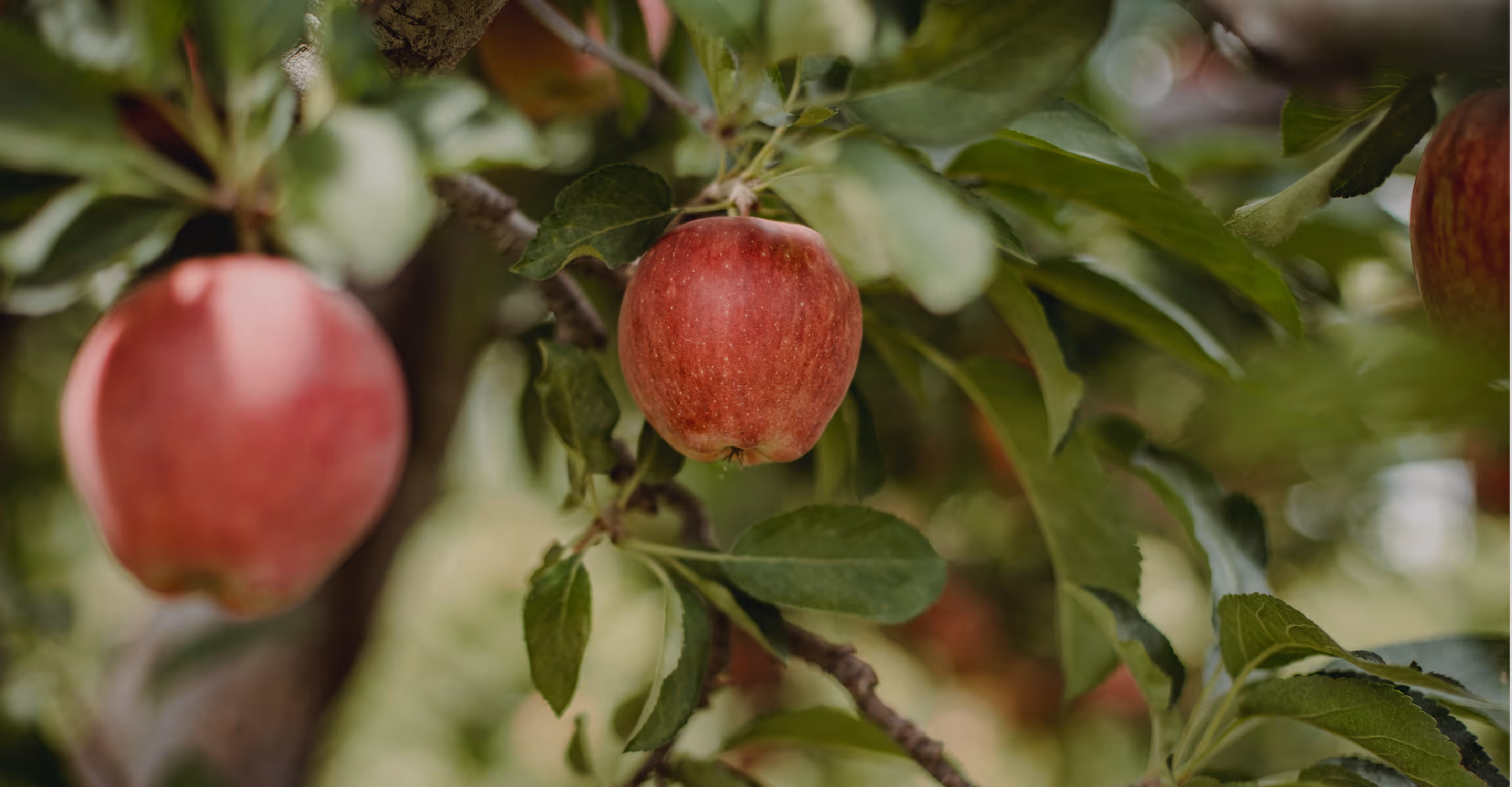 Fresh apples on tree