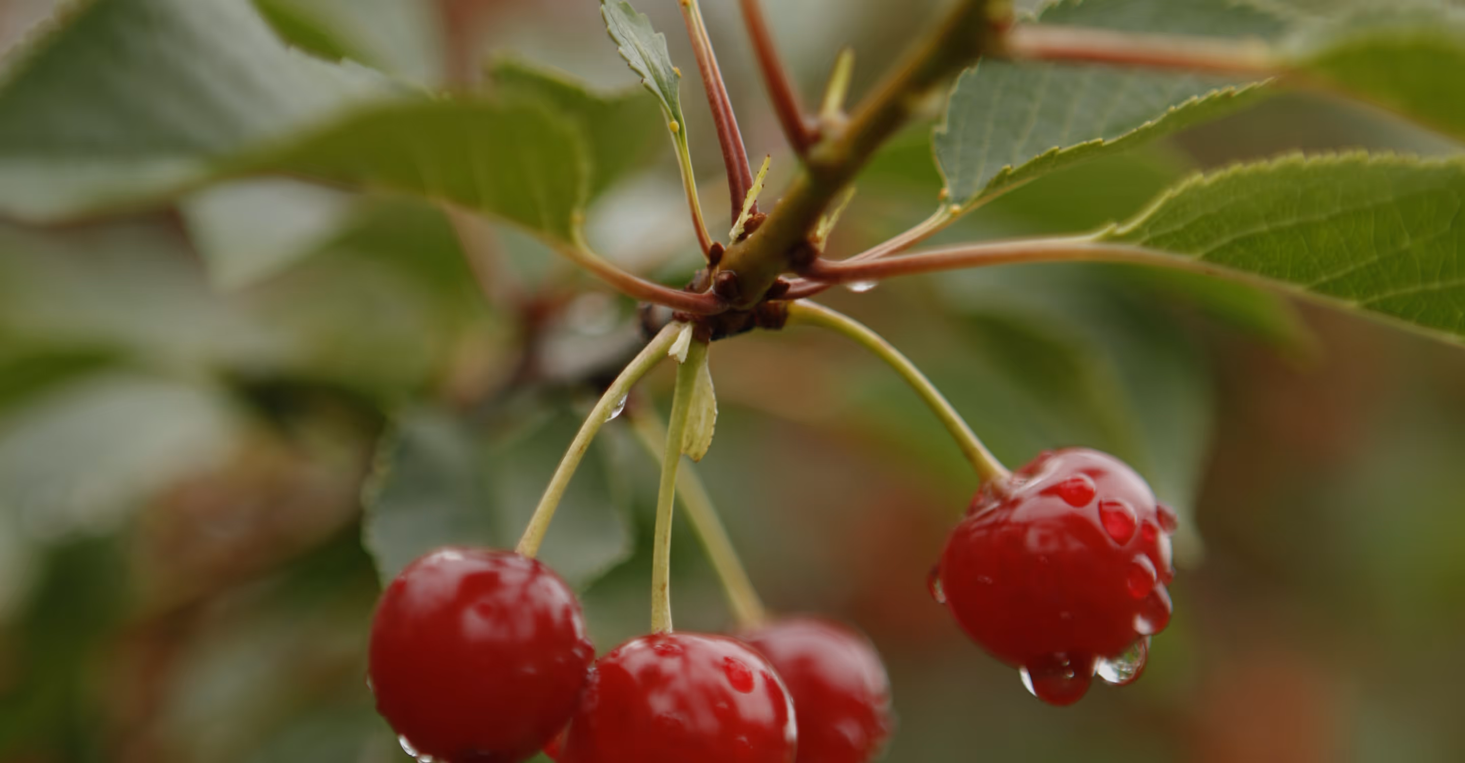 Tart cherries