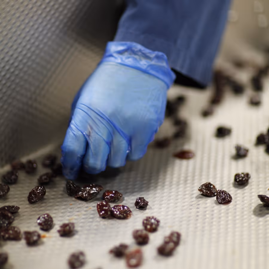 Hand picking out dried cherries in processing