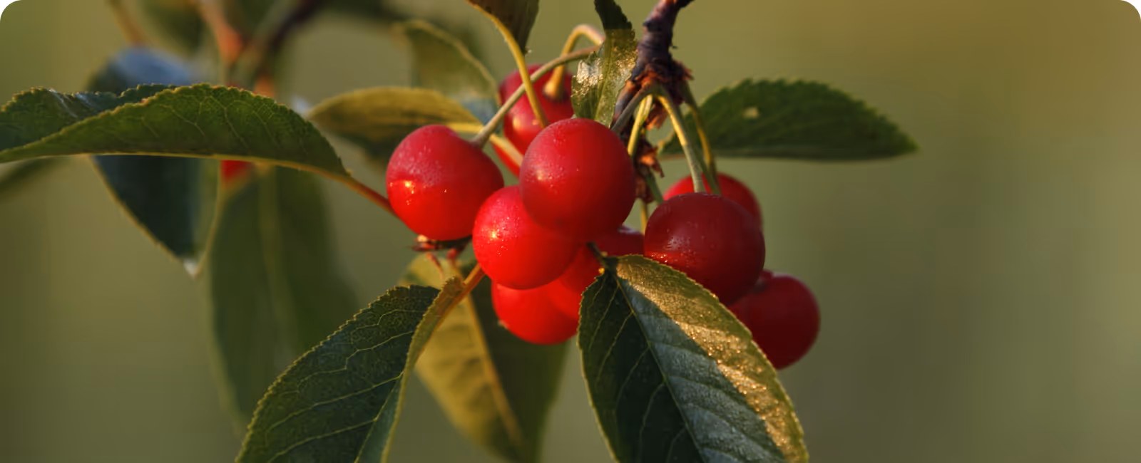 Montmorency tart cherries