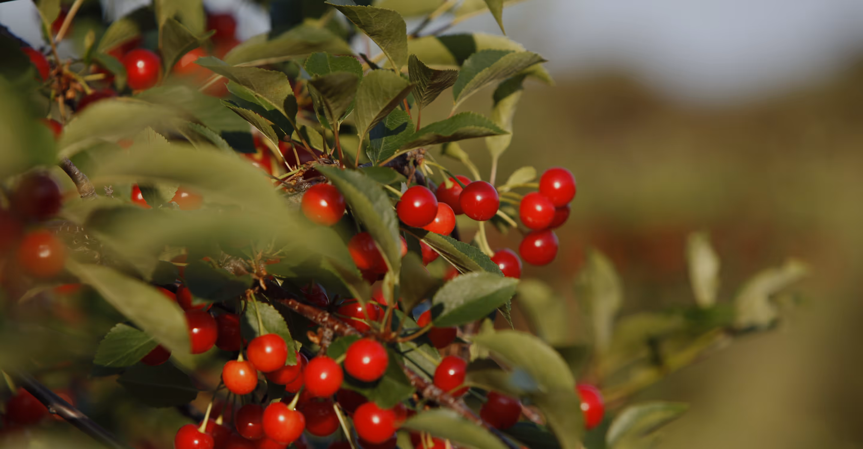 Montmorency tart cherries on tree