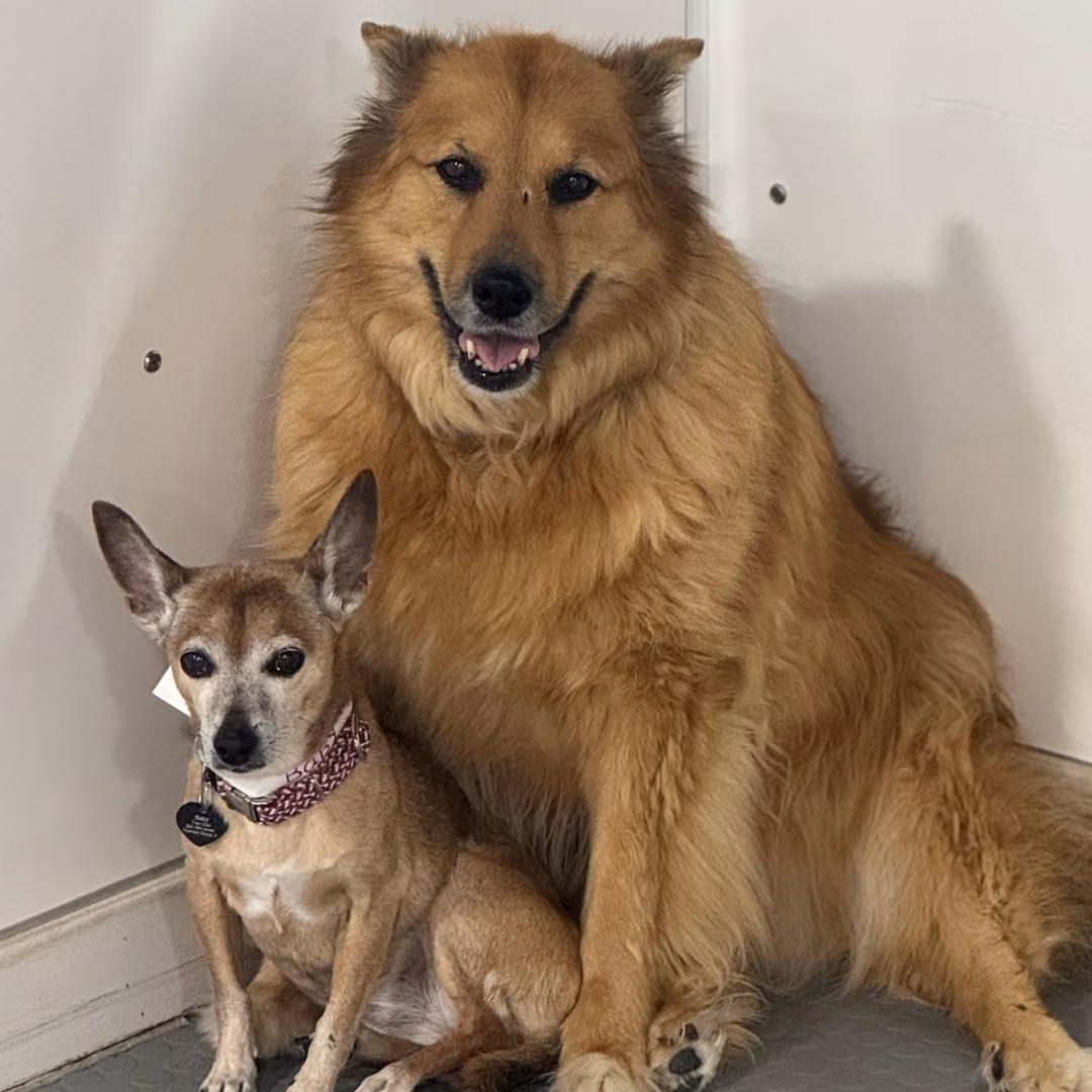 paws-in-paradise-dogs-hanging