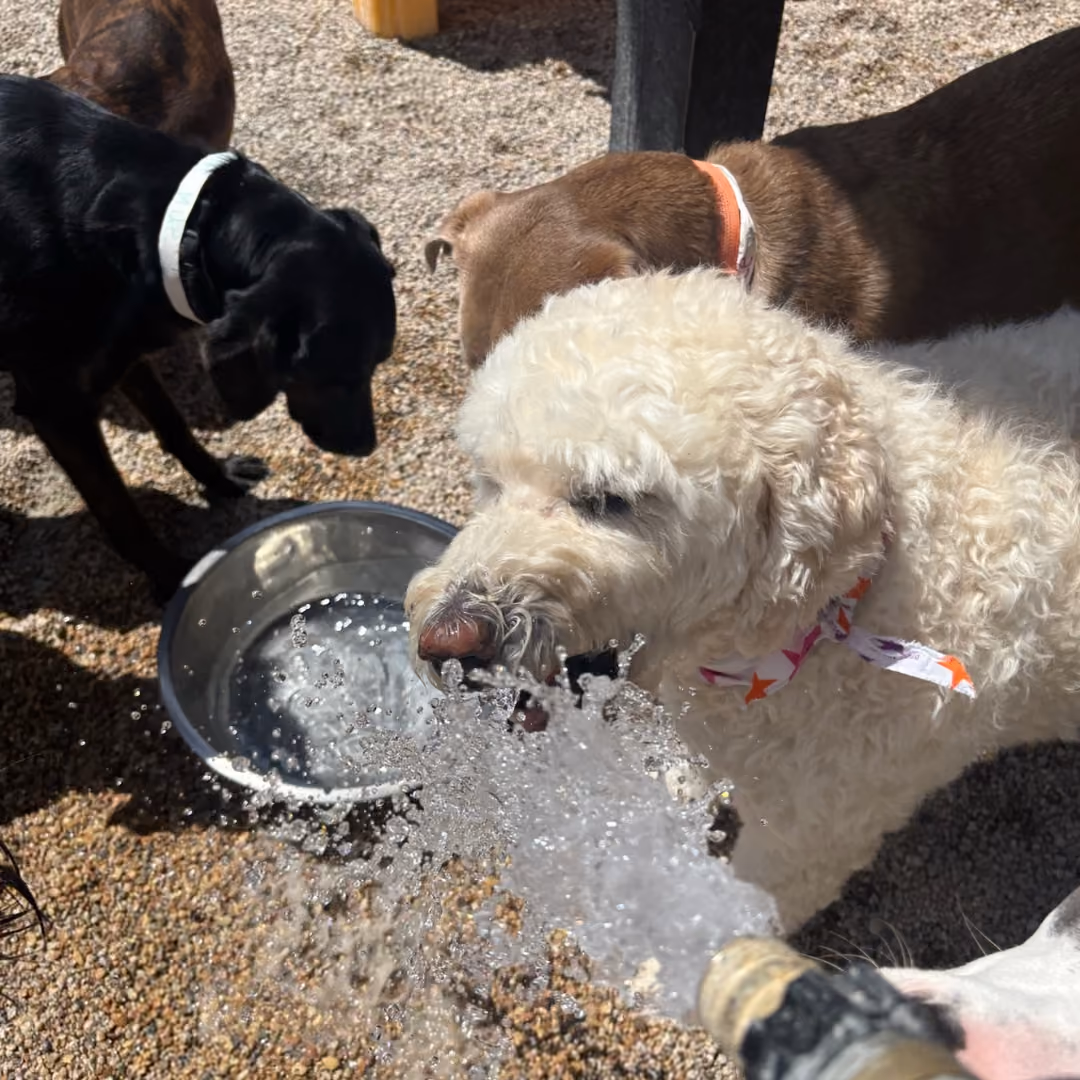 picture-of-dogs-playing