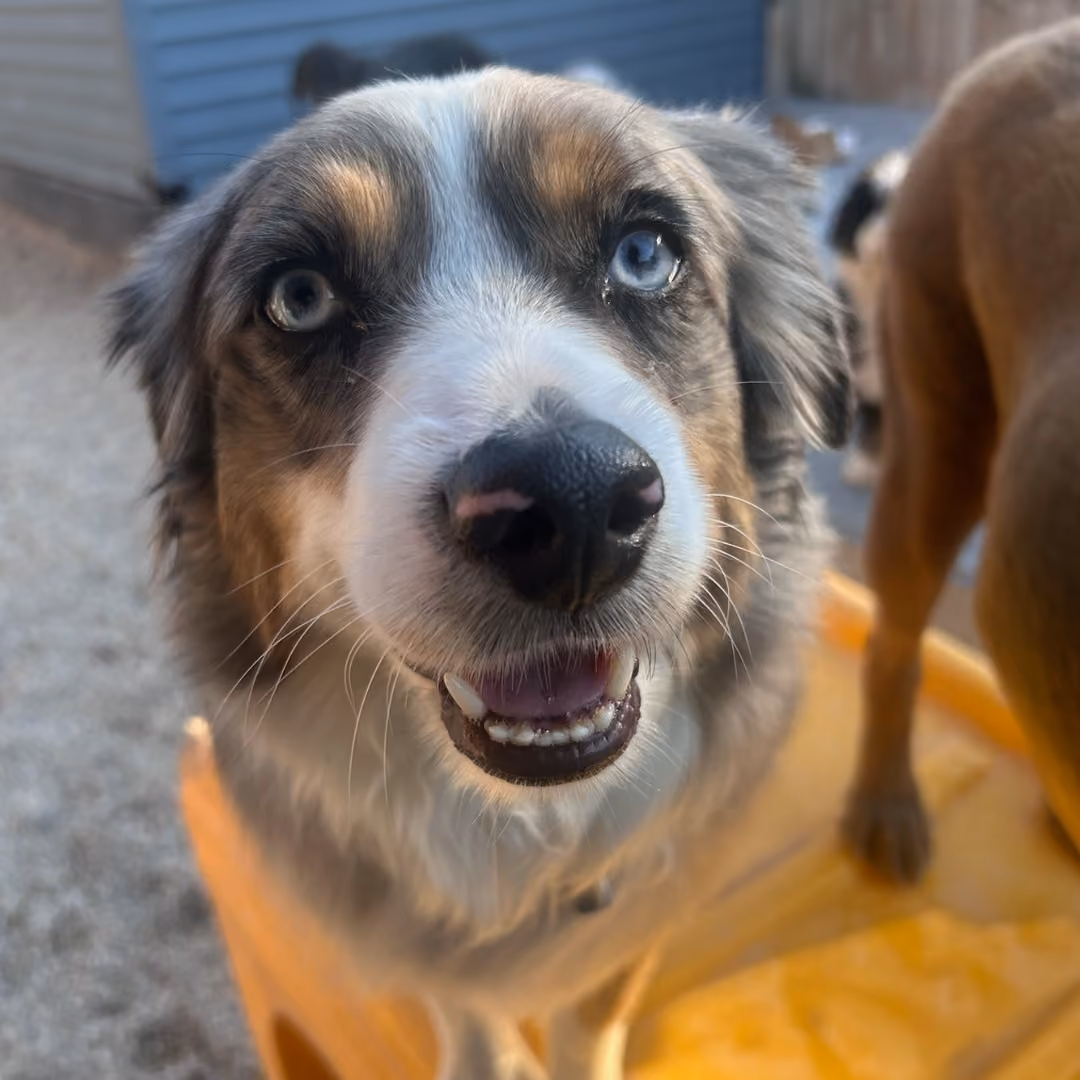 smiling-dog-in-downers-grove