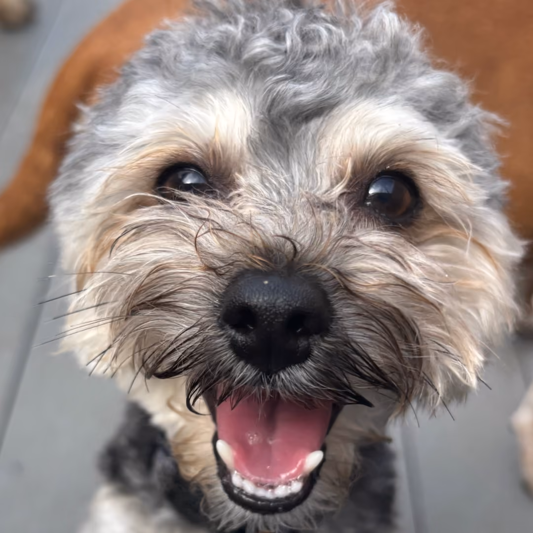 smile-at-paws-in-paradise-dogs