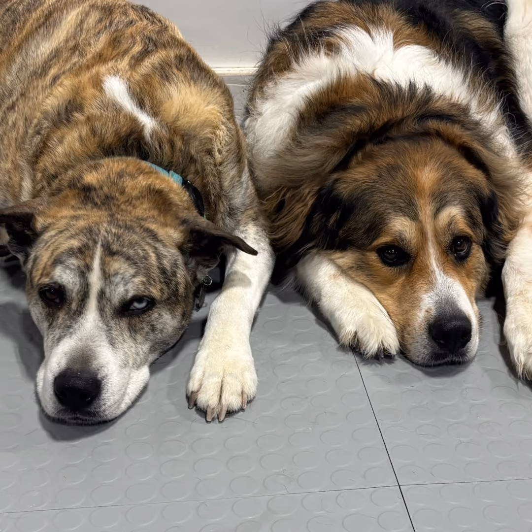 dogs-sleeping