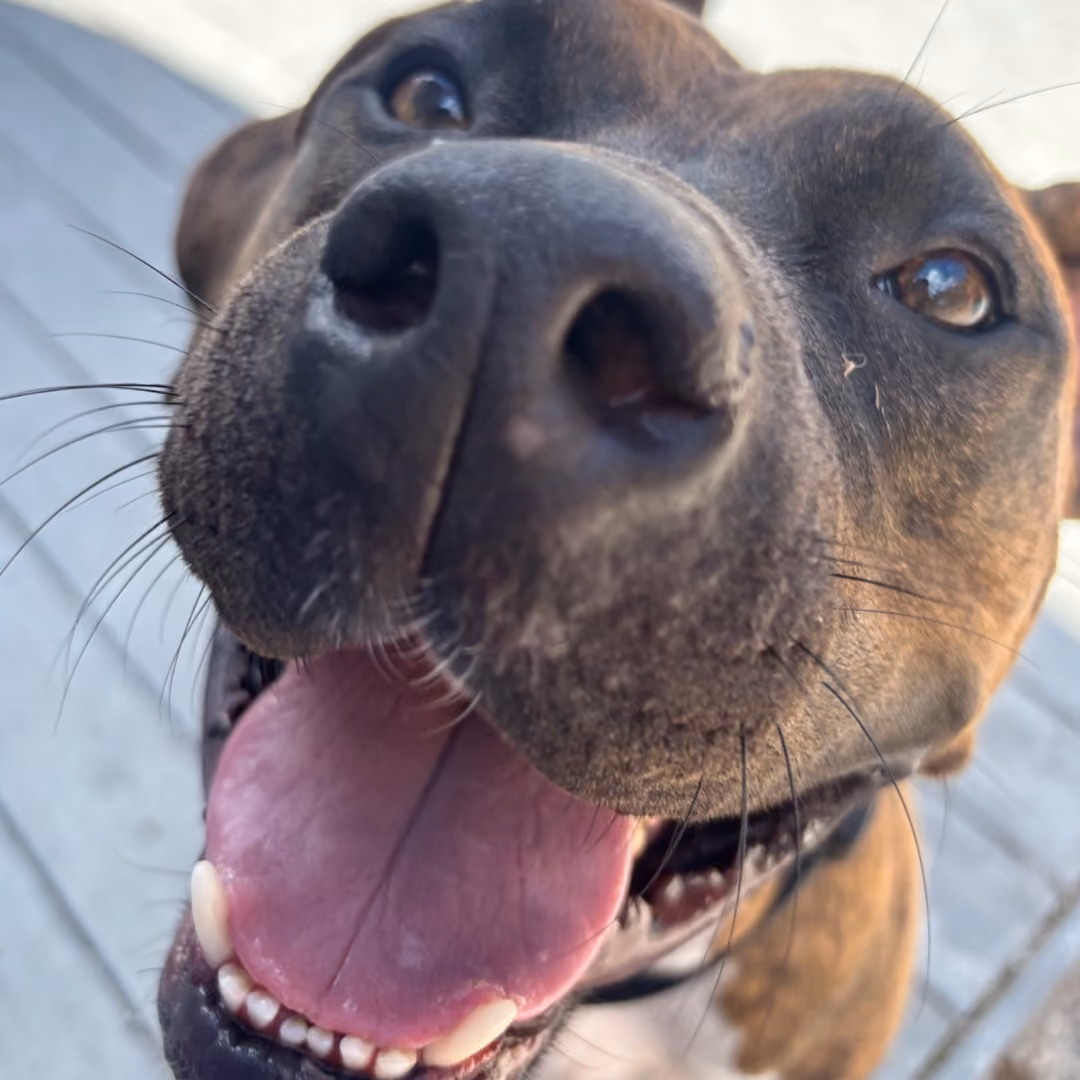 dog-zoomed-in-paws-in-paradise