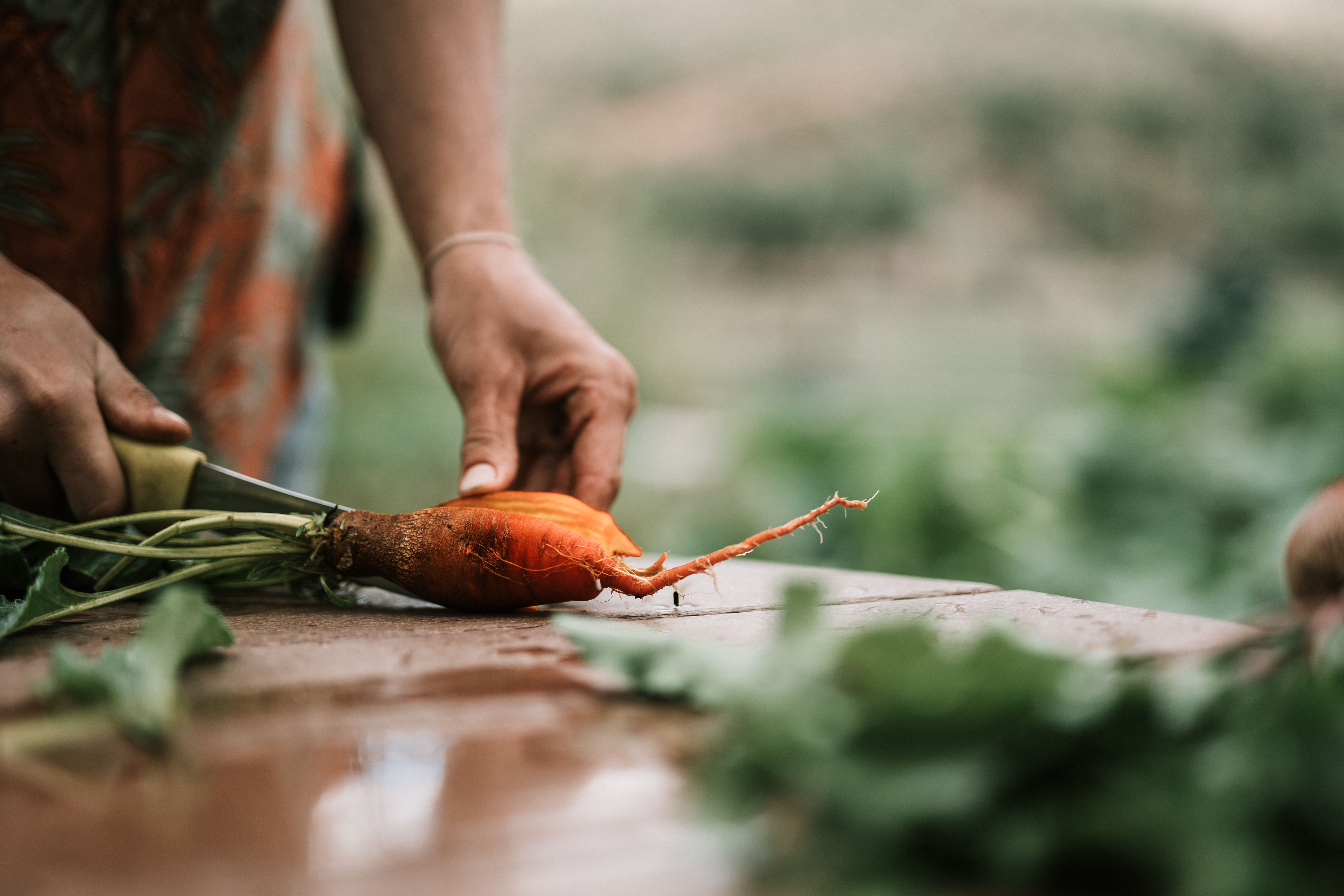 Fresh carrot from farm being cut on table outdoors