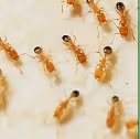 Pharaoh Ant