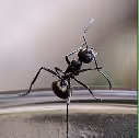 Odorous House Ant